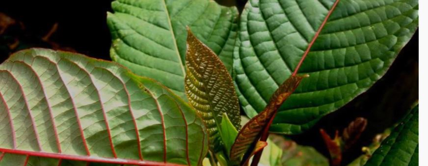 red maeng da kratom